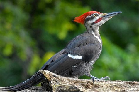 9 Species Of Woodpeckers In Minnesota With Pictures Optics Mag