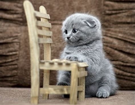 Really Cool Pics Scottish Fold Kittens