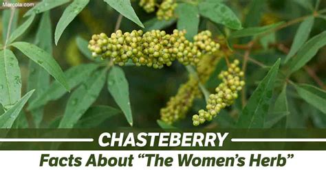 Several available publications describe the effects of extracts of fruits of vitex. What Are the Benefits and Uses of Chasteberry?