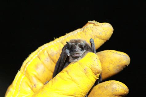 Frogs and Bats Abound on St. John | St. Croix Source