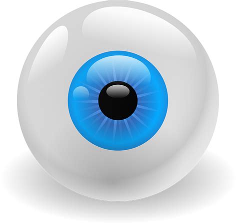 Free vector graphic: Eyeball, Organ, Vision, Sight, Iris ...