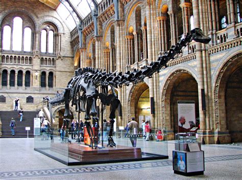 Dippy The Diplodocus Is On The Move In Natural History Museum Overhaul