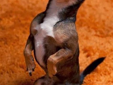 Fotos De Chihuahuas Bonitos Actitudfem