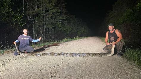 Snake Breaks Record For Largest Burmese Python Captured In Florida