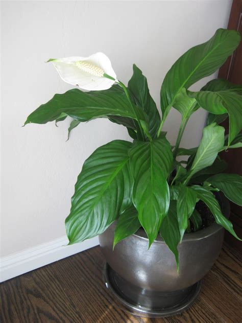 Are you looking for indoor plants that not only look great, but that you can actually keep alive? Pictures Of House Plants For Identification