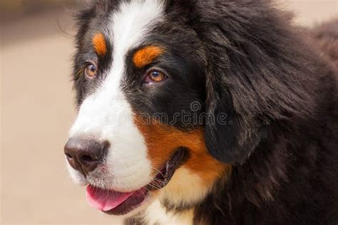 Bernese Mountain Dog Stock Image Image Of Little Love 97599839