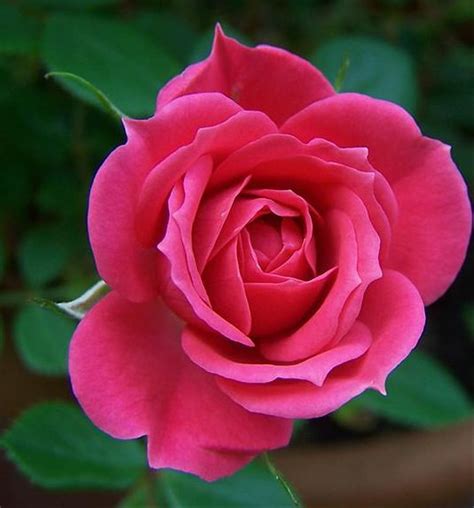 Gambar Bunga Mawar Merah Muda Koleksi Gambar Bunga