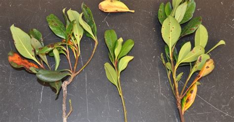 Maybe you would like to learn more about one of these? NMSU Plant Clinic: Entomosporium leaf spot on Indian Hawthorn