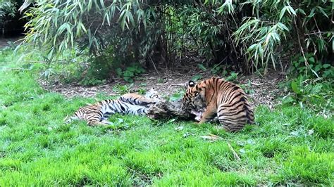 Chester Zoo 2012 Sumatran Tiger Cubs Tila And Nila Youtube