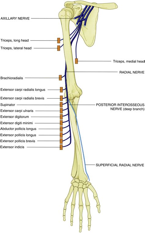 Posterior Interosseous Nerve