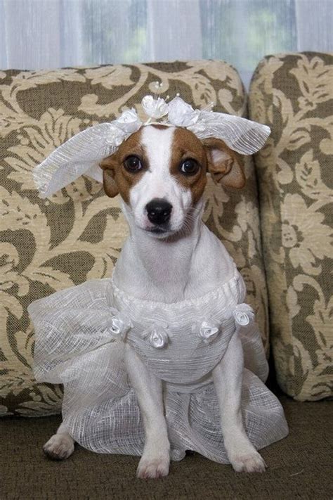 Cutest Animal Wedding Photos 15 Pics