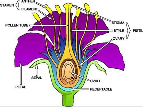 Pollination is the process by which pollen is transferred to the female reproductive organs of a plant, thereby enabling fertilization to take place. Sexual Reproduction | Grade 11 University Biology