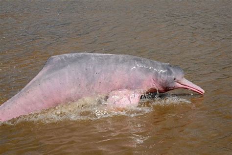 Los Tiempos Bolivian River Dolphin Inhabits Rivers Of Cochabamba