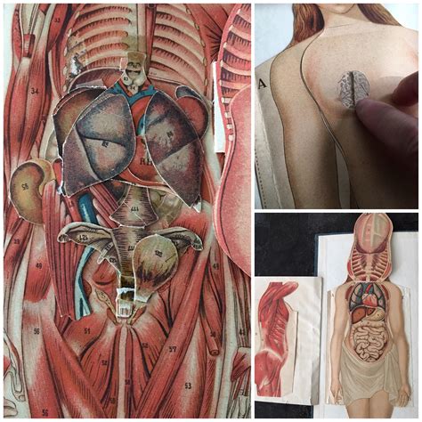 On this page, you'll find links to descriptions and pictures of the human b. Female Anatomy Medical Book Dr. Minders Anatomical Manikin ...