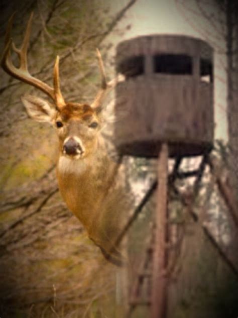 Louisianas 1 Custom Deer Stands