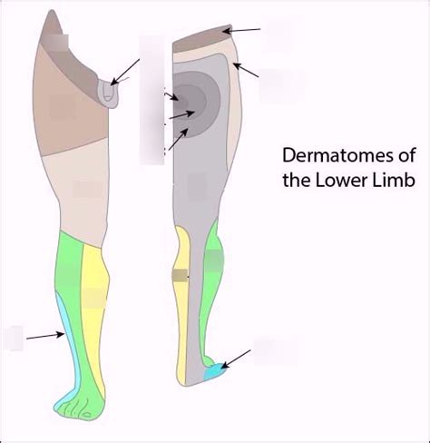 Lower Limb Dermatomes Diagram Quizlet