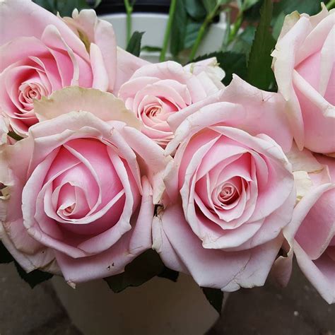 Beautiful Sweet Avalanche Roses For Tomorrows Wedding Weddingflowers