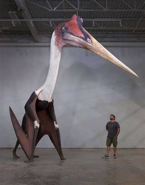 This Is Quetzalcoatlus Northropi It Is The Largest Pterosaur Ever