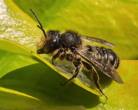 Solitary Bees An Essential Element Of Our Food Chain South Downs