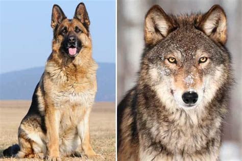 King German Shepherd Wolf Mix