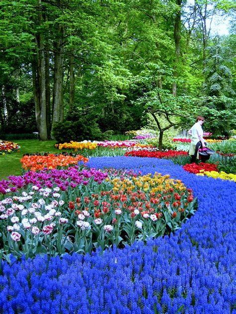 Flowers And Blossom In Spring Garden Keukenhof The Netherlands Most