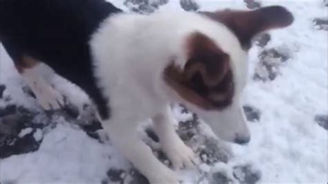 Puppy Sees Snow For The First Time Youtube