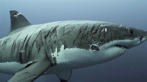 Cinematographer Videos ‘worlds Most Battered Great White Shark In