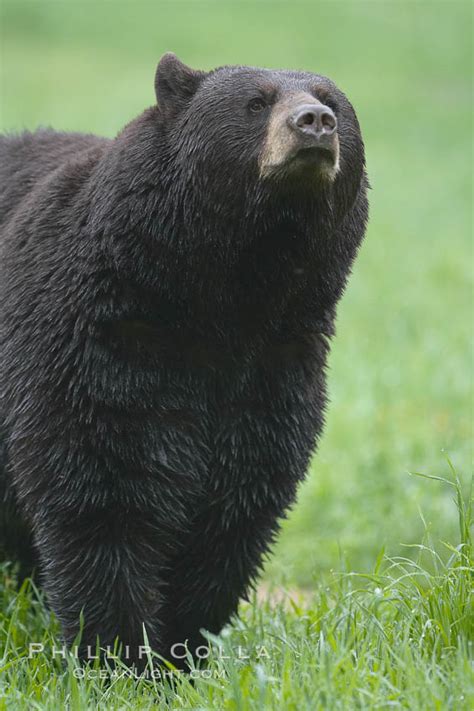 American Black Bear Ursus Americanus Orr Minnesota 18797