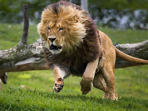 Lion Running So Majestic Animals Animals Beautiful Animals Wild