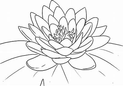 Coloring Lotus Pages Flower Printable Popular