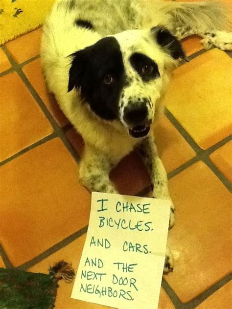 225 Best Dog Shaming At Its Best Images On
