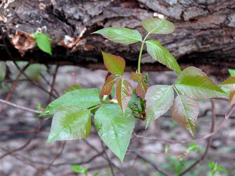 Poison Ivy Toxicodendron Radicans Heritage Island Anacos Flickr