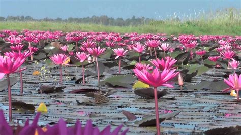 Pink Flowers Lotus Lake