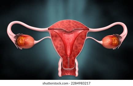 Female Reproductive System Uterus Cross Section Stock Illustration Shutterstock