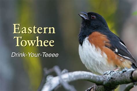 Eastern Towhee Featured Image 1350x900 Music Of Nature