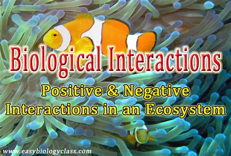 Interactions In An Ecosystem Ppt Example Easybiologyclass