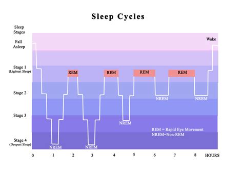 Understanding The Human Sleep Cycle Good Sleep Anywhere
