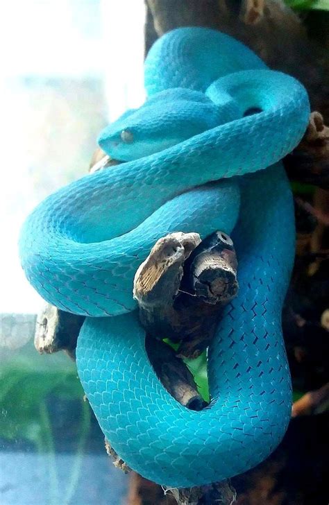 Pin By Heather Spainhower On Cobrassnakes Cute Reptiles Pet Snake