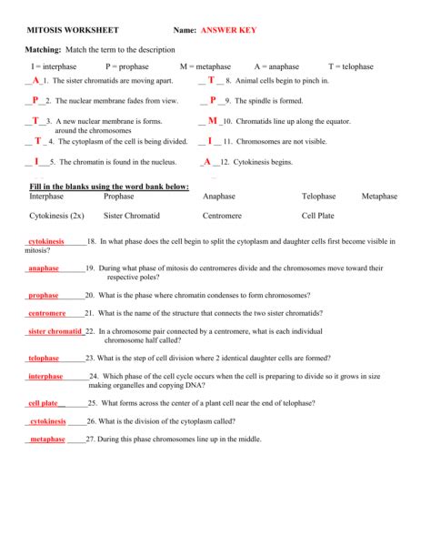 Here is the answer key for the worksheet we completed in class. Mitosis Worksheet And Diagram Identification | Mitosis ...
