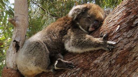 Researchers Determine Why Koalas Cling To Tree Limbs Canada Journal