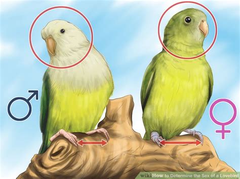 how to determine the sex of a lovebird ~ wiki free nude porn photos