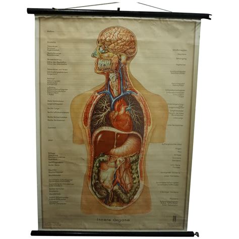 Vintage Pull Down Wall Chart About The Female Genital Tract For Sale At