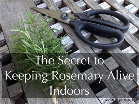 Follow These Tips To Keep A Rosemary Plant Inside Over The Winter
