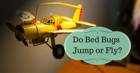 Do Bed Bugs Jump Or Fly Pest Survival Guide