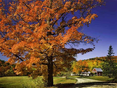12 Trees With Brilliant Fall Color Plus Other Advantages