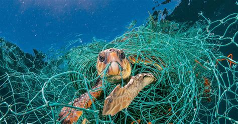 ¿Cómo afectan los residuos plásticos a los animales?