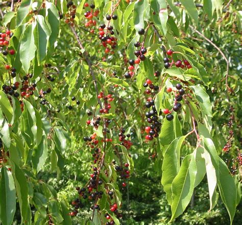 The black pearl cherry is rightfully named, as the fruit produced by this tree is a pure delicacy. Plants - North Carolina Native Plant Society