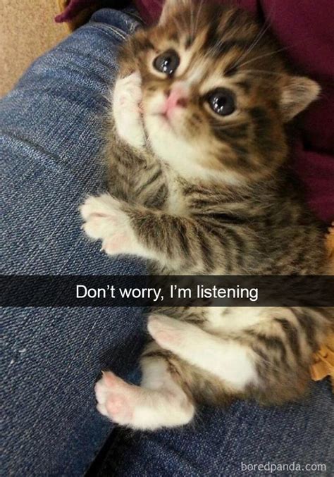 Funny Cats On Snapchat Barnorama