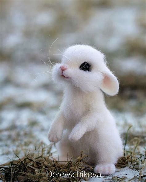 Cute Bunny In 2020 Baby Animals Super Cute Super Cute Animals Baby