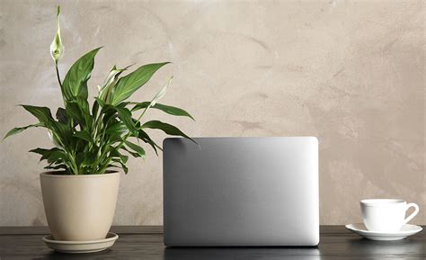 But is it good for other plants other than succulents and cacti? Best Indoor Plants for Your Home or Office - The Home Depot